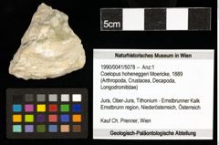 Foto (Objekt + Etiketten) von Coelopus hoheneggeri (Moericke, 1889) 